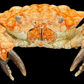 Lumpy Rock Crab (Euxanthus exsculptus) | Preserved Crab Specimen | Real Gorilla Crab