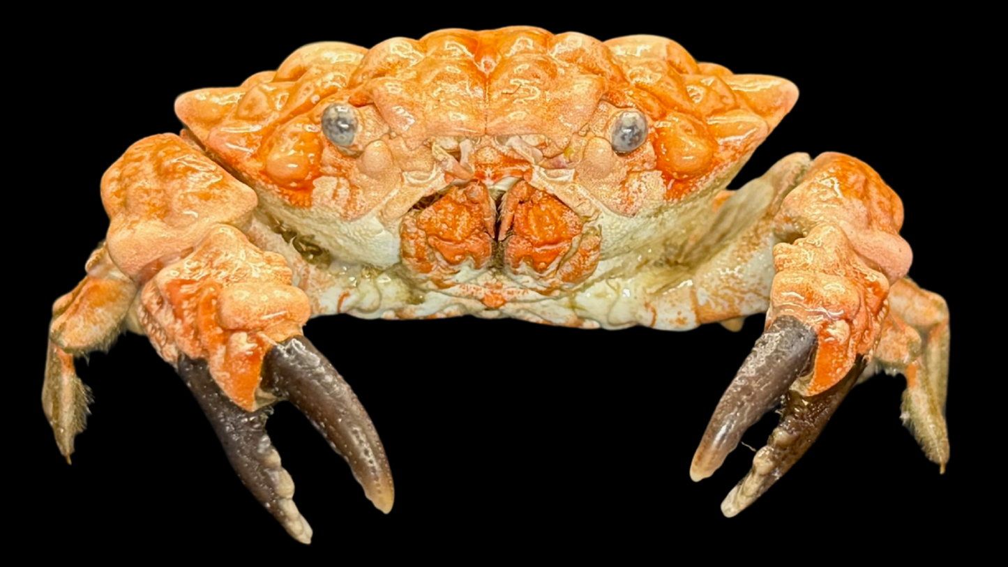 Lumpy Rock Crab (Euxanthus exsculptus) | Preserved Crab Specimen | Real Gorilla Crab