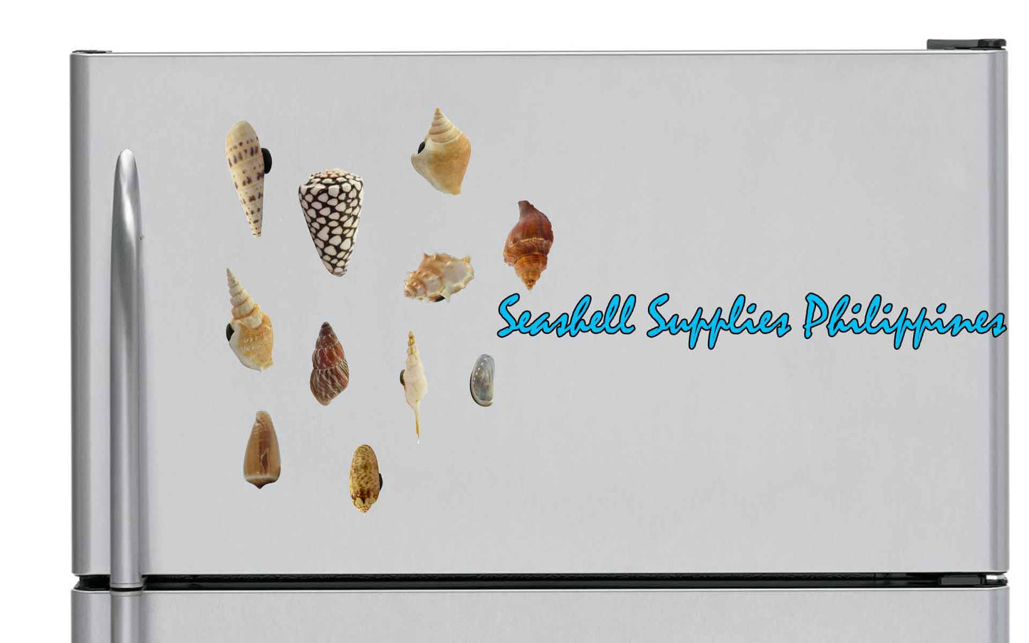 Shell Ref Magnets | Assorted Shells in Round Capiz