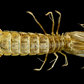 Mantis Shrimp (Squilla sp.) | Preserved Mantis Shrimp Specimen | Real Marine Crustacean