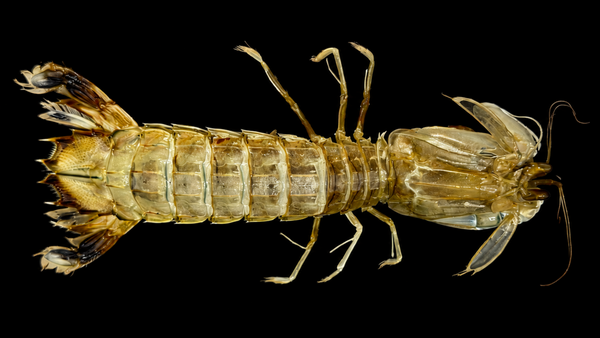 Mantis Shrimp (Squilla sp.) | Preserved Mantis Shrimp Specimen | Real Marine Crustacean