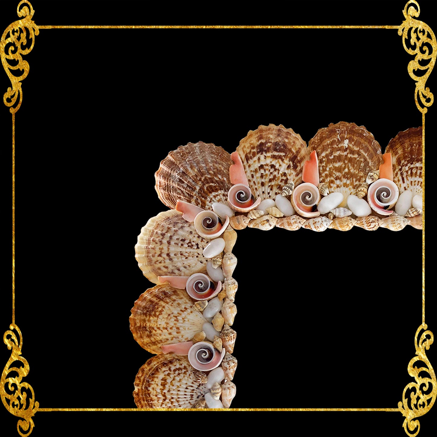 Seashell Mirror Frame | Assorted Shell Radiola Clams