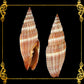 Mitra Rogussom Red Plaited Mitre Seashells | Seashells | Sea shells
