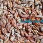 Mitra Rogussom Red Plaited Mitre Seashells | Seashells | Sea shells