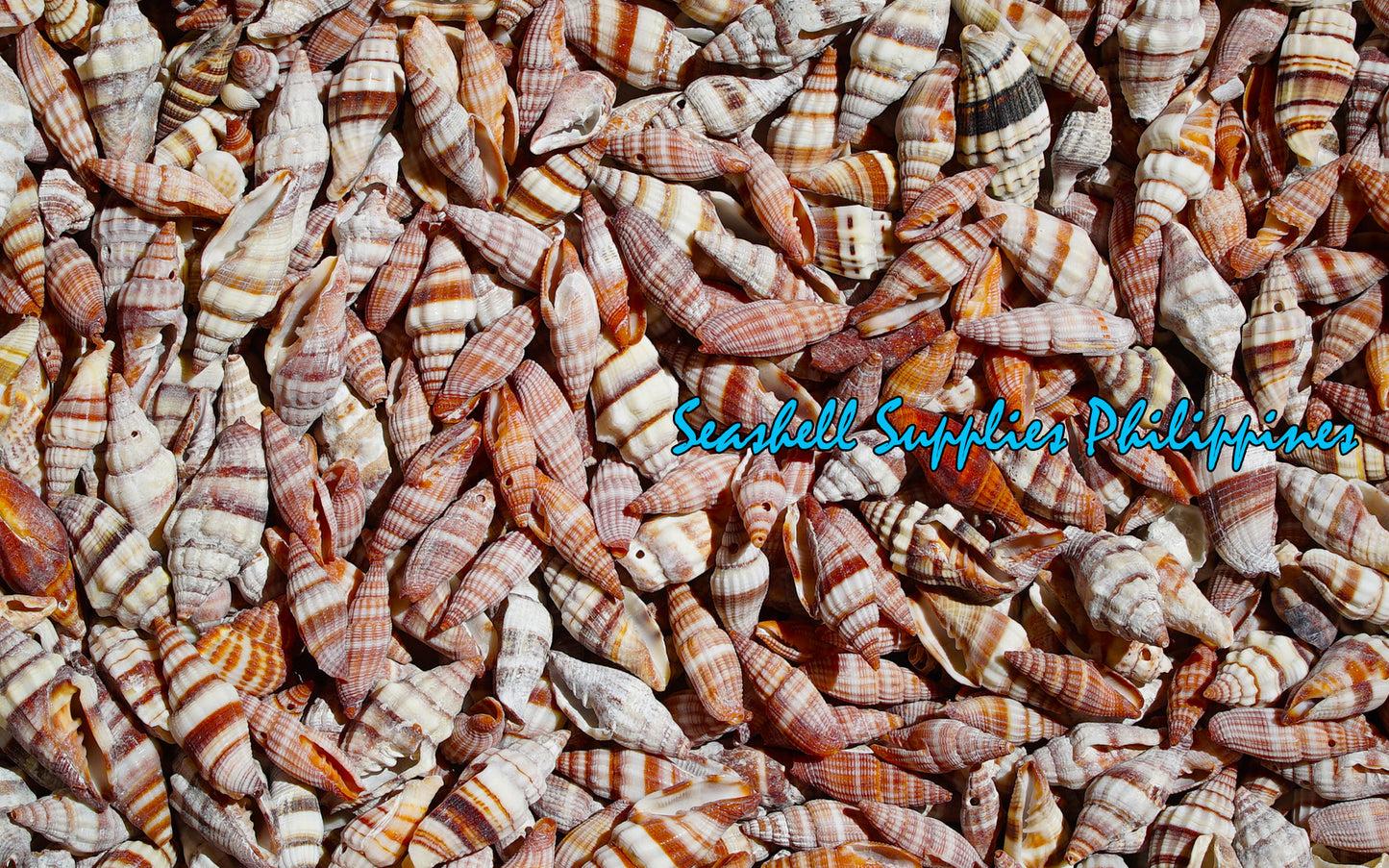 Mitra Rogussom Red Plaited Mitre Seashells | Seashells | Sea shells