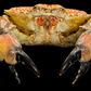 Mosaic Reef Crab (Lophozozymus pictor) | Preserved Crab Specimen | Real Marine Crab