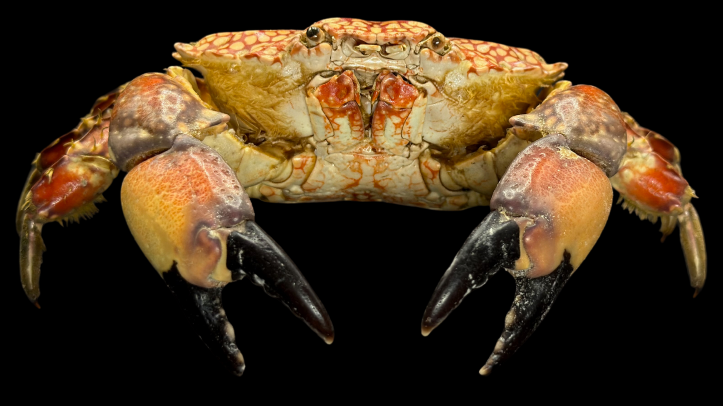 Mosaic Reef Crab (Lophozozymus pictor) | Preserved Crab Specimen | Real Marine Crab