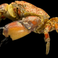 Mosaic Reef Crab (Lophozozymus pictor) | Preserved Crab Specimen | Real Marine Crab