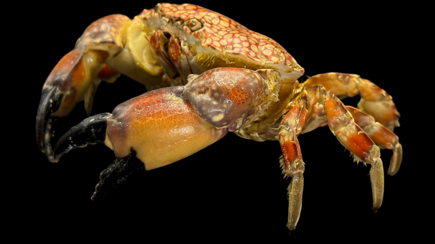 Mosaic Reef Crab (Lophozozymus pictor) | Preserved Crab Specimen | Real Marine Crab
