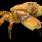 Mosaic Reef Crab (Lophozozymus pictor) | Preserved Crab Specimen | Real Marine Crab