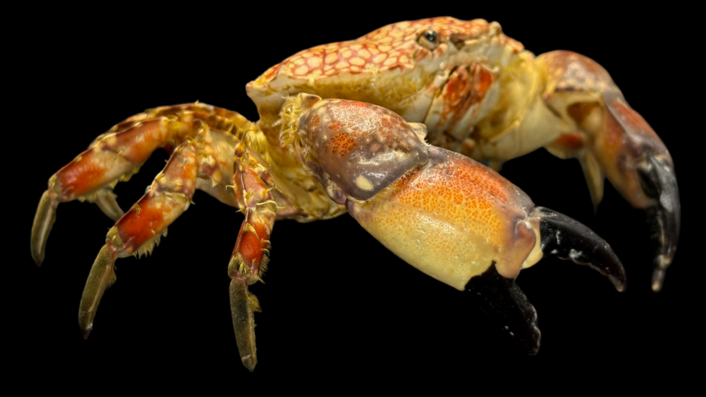 Mosaic Reef Crab (Lophozozymus pictor) | Preserved Crab Specimen | Real Marine Crab