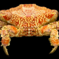 Mosaic Reef Crab (Lophozozymus pictor) | Preserved Crab Specimen | Real Marine Crab