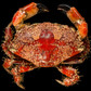Mosaic Reef Crab (Lophozozymus pictor) | Preserved Crab Specimen | Real Marine Crab