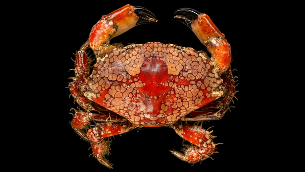 Mosaic Reef Crab (Lophozozymus pictor) | Preserved Crab Specimen | Real Marine Crab