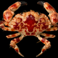 Mosaic Reef Crab (Lophozozymus pictor) | Preserved Crab Specimen | Real Marine Crab