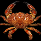 Mosaic Reef Crab (Lophozozymus pictor) | Preserved Crab Specimen | Real Marine Crab