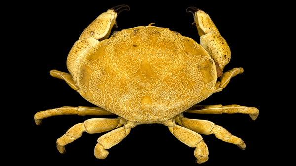 Mud Crab (Platypodia granulosa) | Preserved Crab Specimen | Real Marine Crab