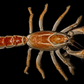 Mud Lobster (Thalassina sp.) | Preserved Lobster Specimen | Real Scorpion Mud Lobster