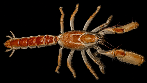 Mud Lobster (Thalassina sp.) | Preserved Lobster Specimen | Real Scorpion Mud Lobster