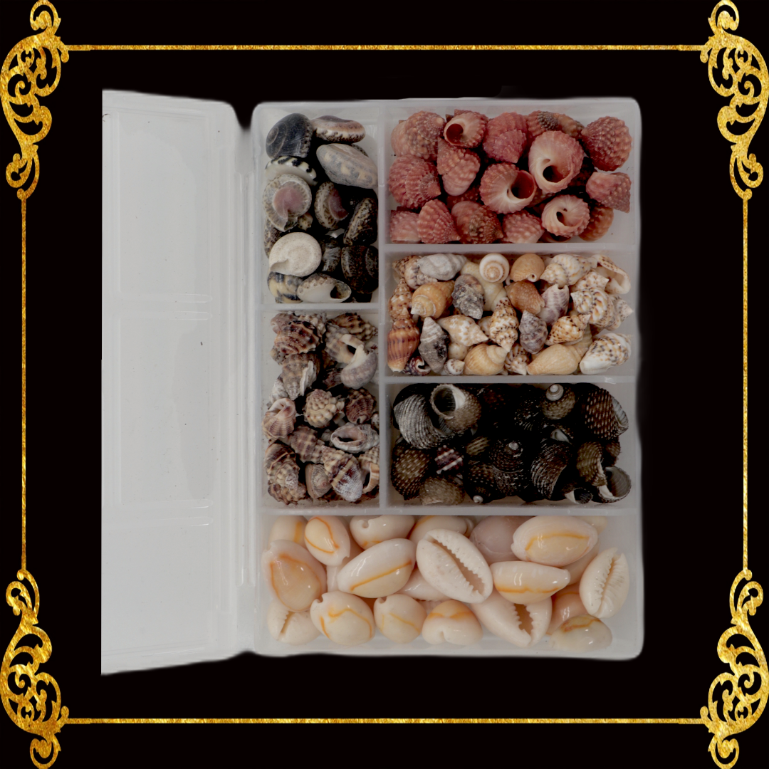 Seashell Bead Set in Rectangle Shape Plastic Organizer