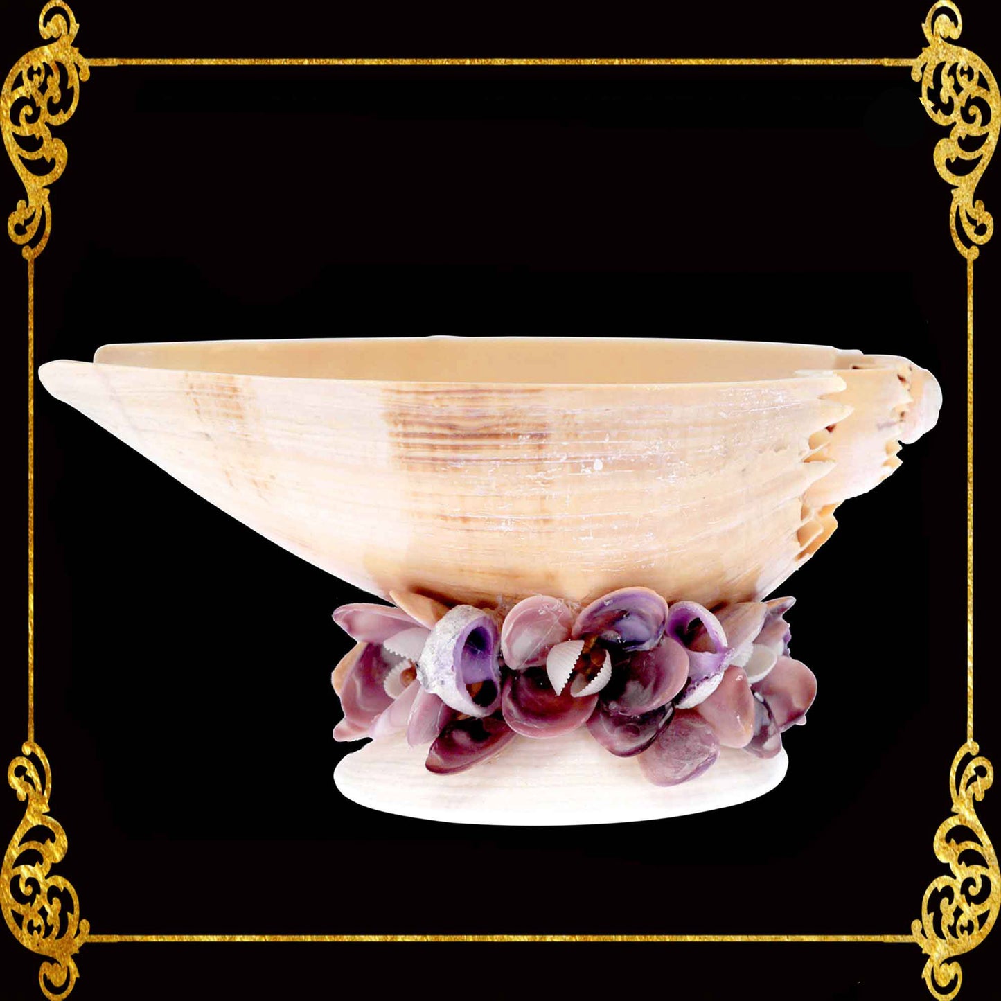 Succulents Pot | Indoor Flower Plant Potter | Real Seashell | Melo Shell
