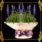 Succulents Pot | Indoor Flower Plant Potter | Real Seashell | Melo Shell