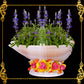 Succulents Pot | Indoor Flower Plant Potter | Real Seashell | Melo Shell