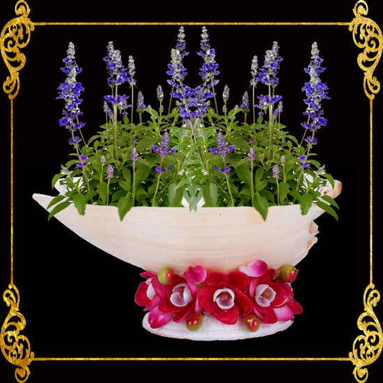 Sea Shell Planters