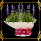 Succulents Pot | Indoor Flower Plant Potter | Real Seashell | Melo Shell