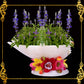 Succulents Pot | Indoor Flower Plant Potter | Real Seashell | Melo Shell