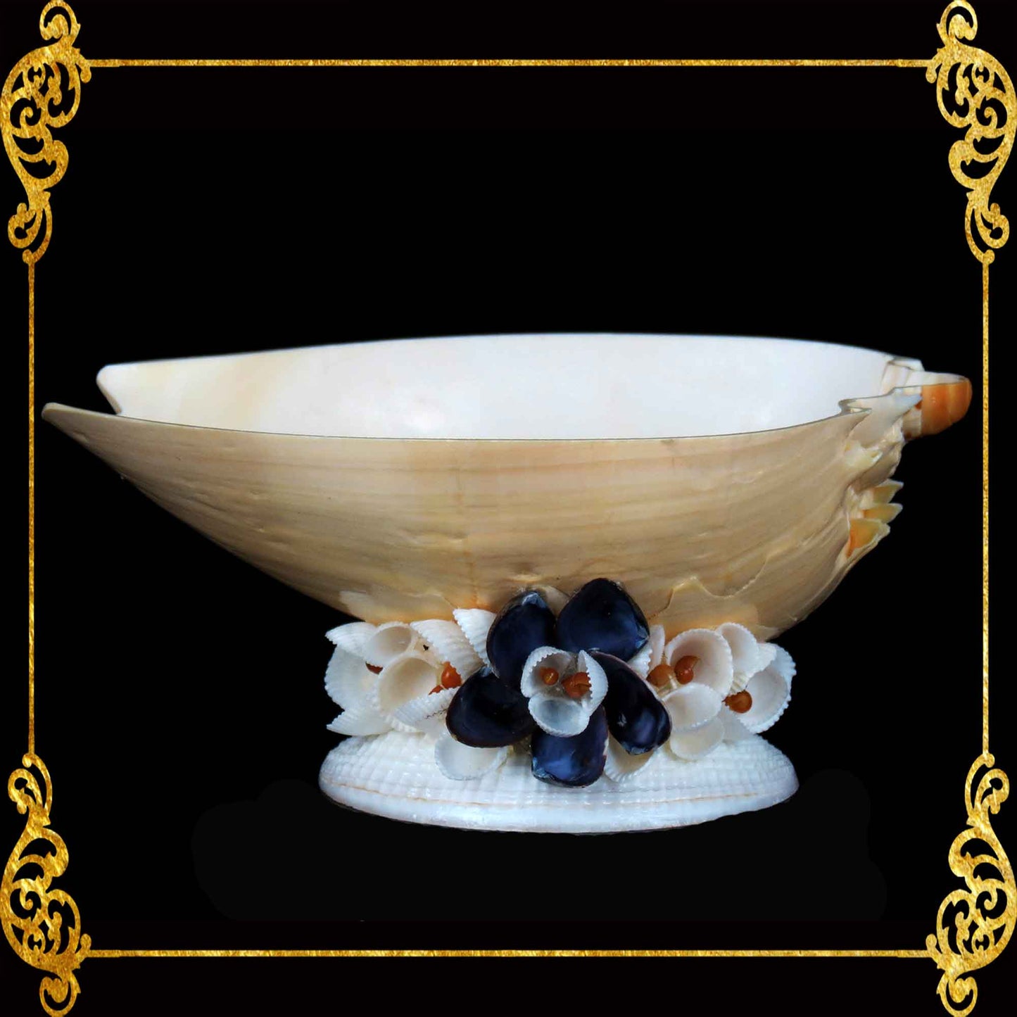 Succulents Pot | Indoor Flower Plant Potter | Real Seashell | Melo Shell