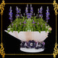 Succulents Pot | Indoor Flower Plant Potter | Real Seashell | Melo Shell