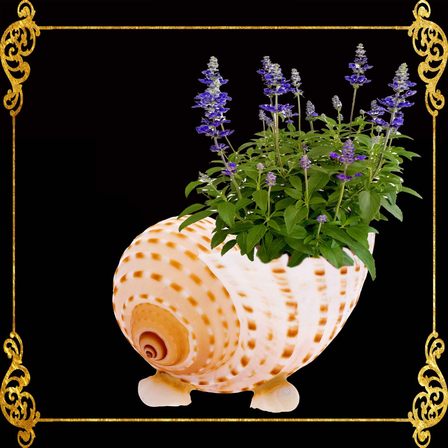 Plant Holder | Trinket | Soap Dish | Tonna Tessellata Seashell
