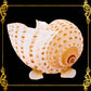 Plant Holder | Trinket | Soap Dish | Tonna Tessellata Seashell