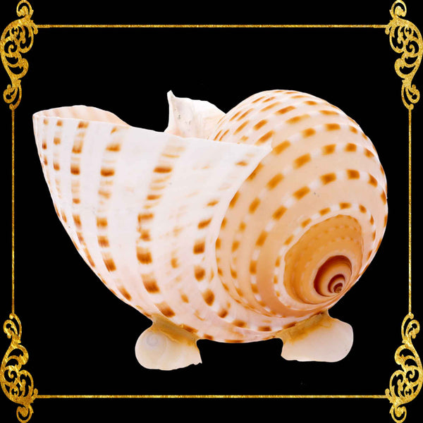 Plant Holder | Trinket | Soap Dish | Tonna Tessellata Seashell