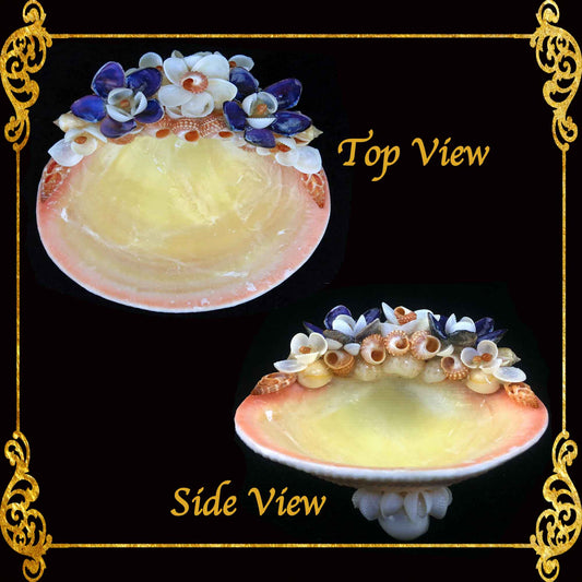 Plant Holder | Trinket | Soap Dish | Codakia Seashell