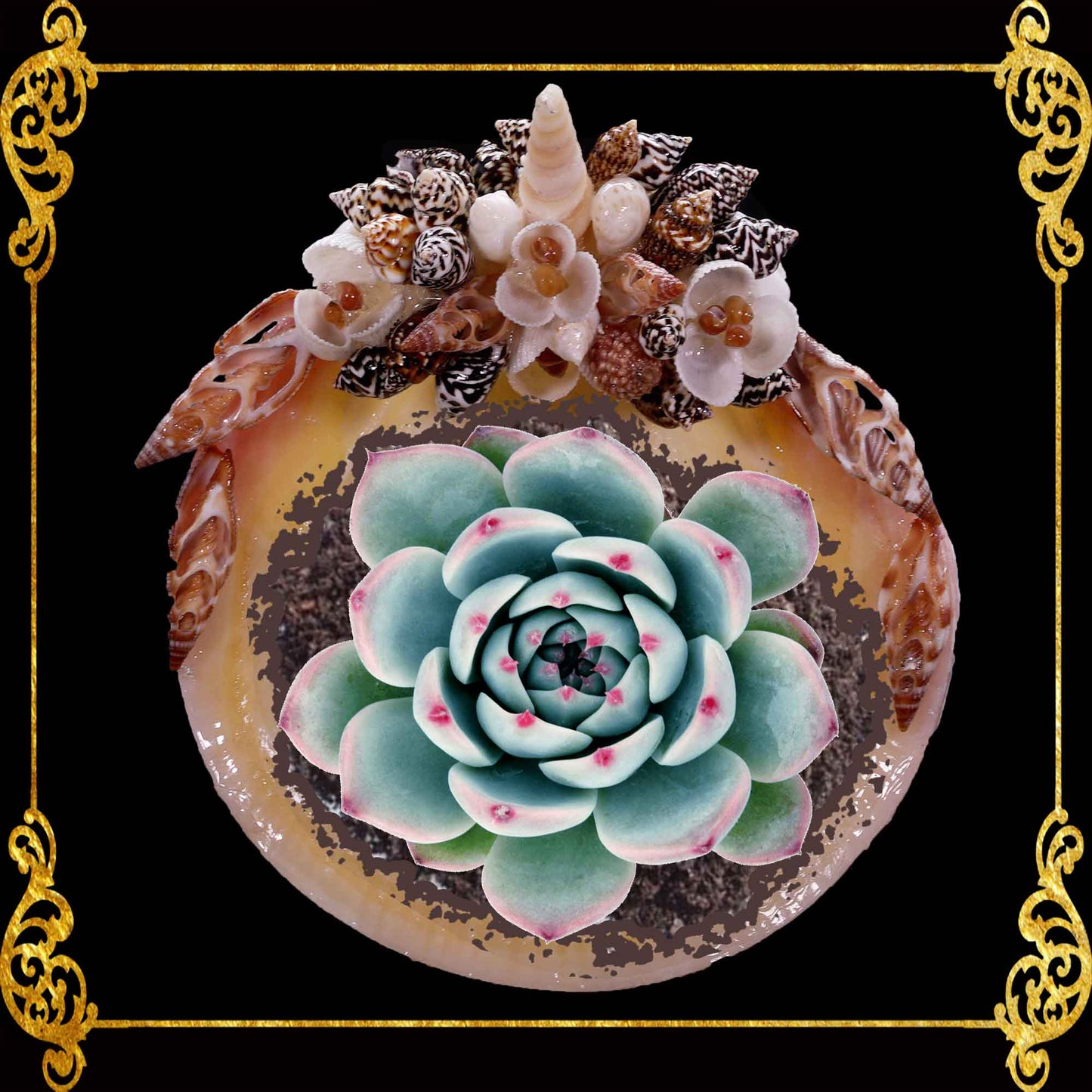 Plant Holder | Trinket | Soap Dish | Codakia with Radiatus Base