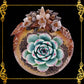 Plant Holder | Trinket | Soap Dish | Codakia with Radiatus Base