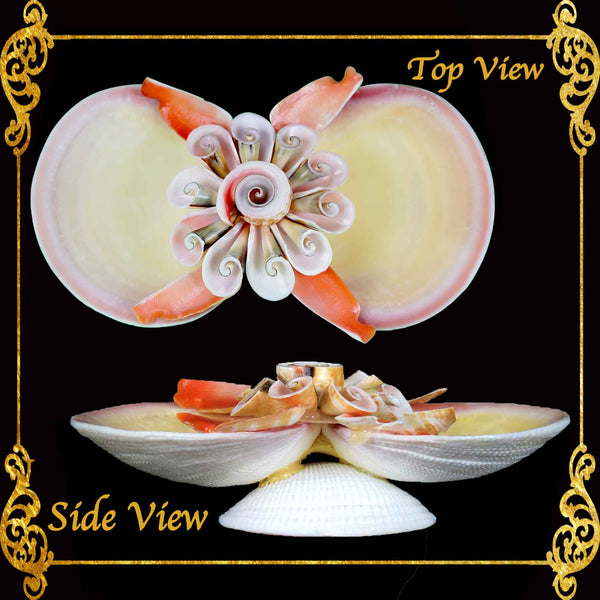 Succulents Pot | Indoor Flower Plant Potter | Salt & Pepper Pinch Tray Real Seashell | 2 Codakia