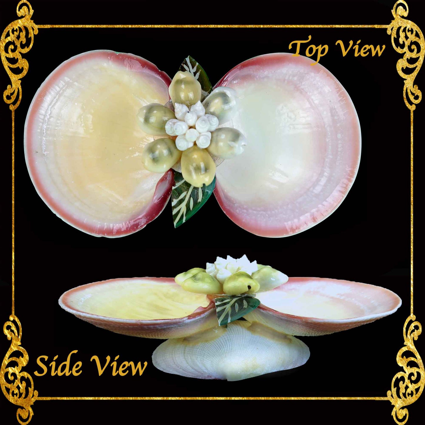Succulents Pot | Indoor Flower Plant Potter | Salt & Pepper Pinch Tray Real Seashell | 2 Codakia with Leaves