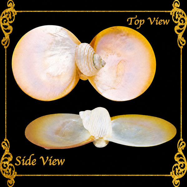 Mother of Pearl Double Dish & Trinket Tray | Coastal Decor