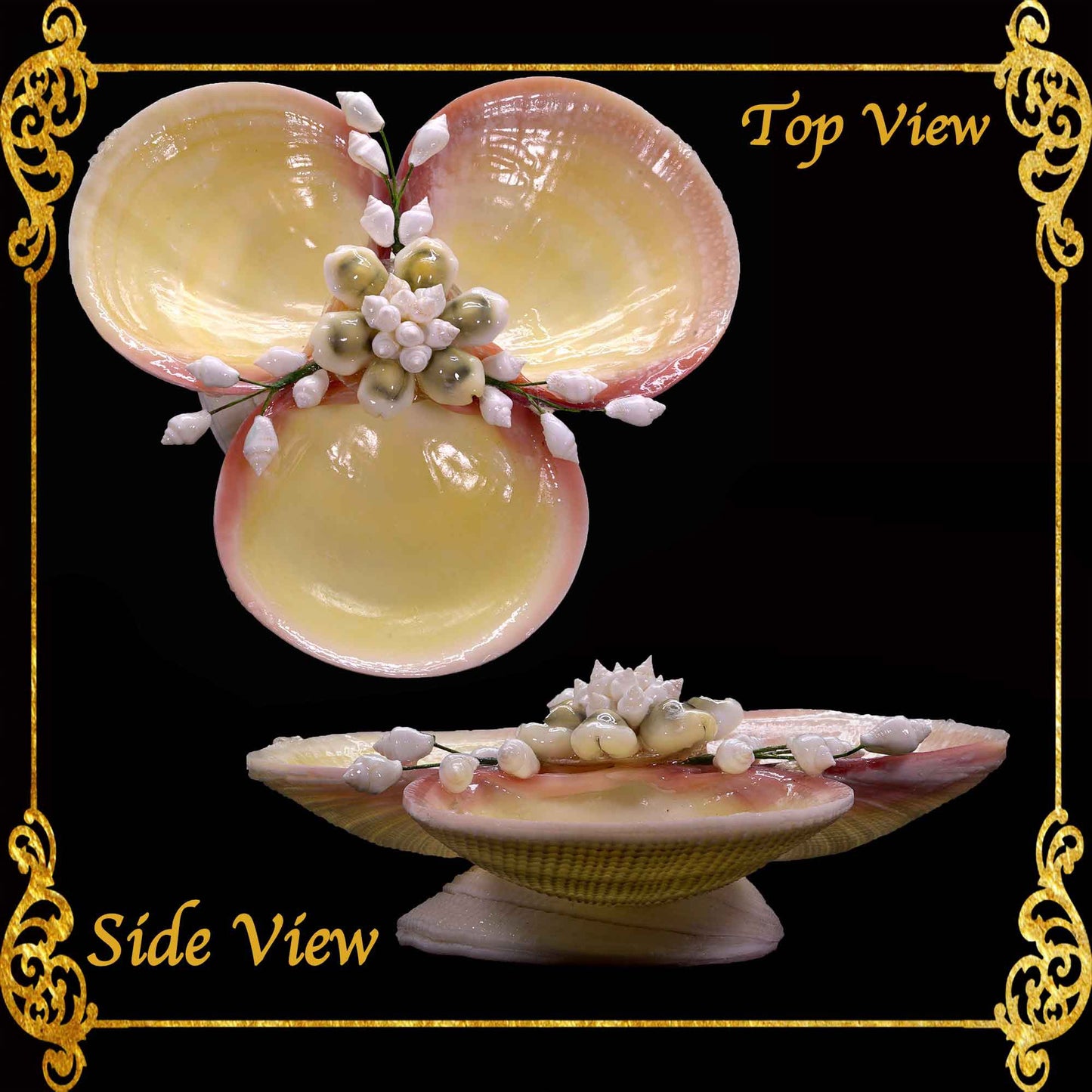 Codakia Tigerina Shell | Three-Shell Soap Dish & Jewelry Holder