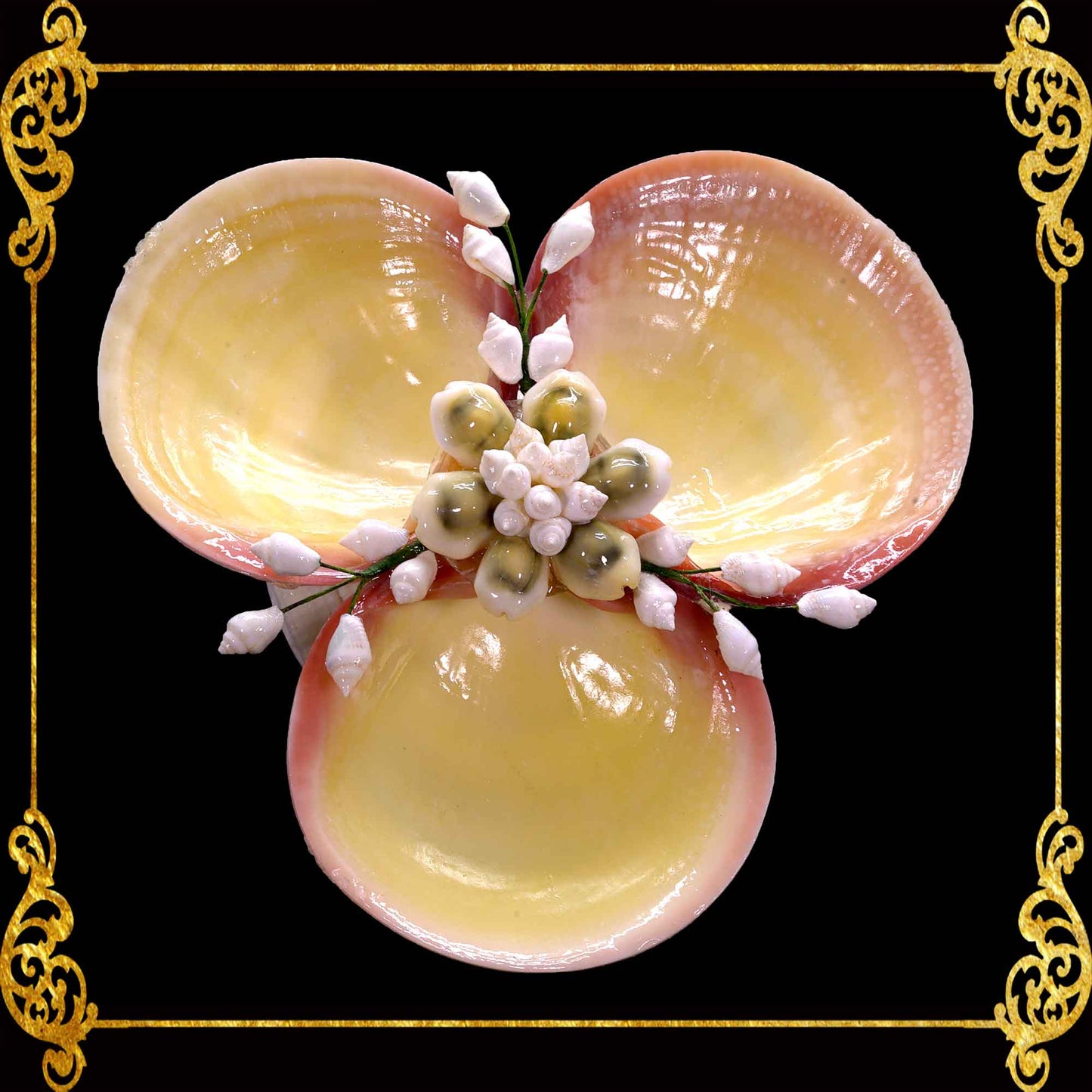 Codakia Tigerina Shell | Three-Shell Soap Dish & Jewelry Holder