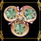 Codakia Tigerina Shell | Three-Shell Soap Dish & Jewelry Holder