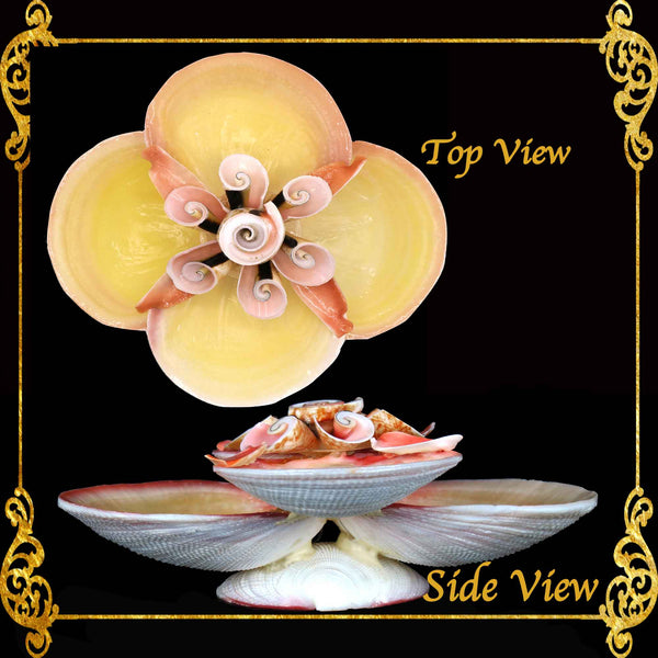 Codakia Tigerina Shell | Four-Shell Elevated Pinch Tray & Trinket Dish A