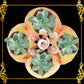 Codakia Tigerina Shell | Four-Shell Elevated Pinch Tray & Trinket Dish A