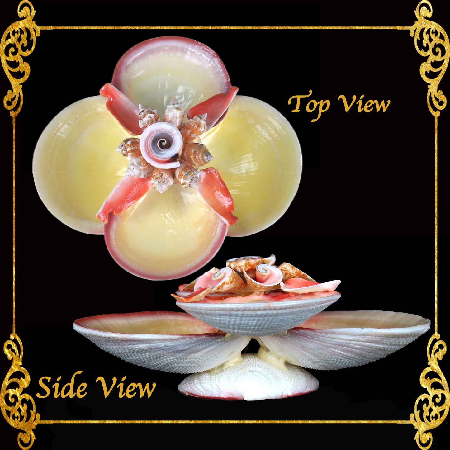Codakia Tigerina Shell | Four-Shell Elevated Pinch Tray & Trinket Dish B