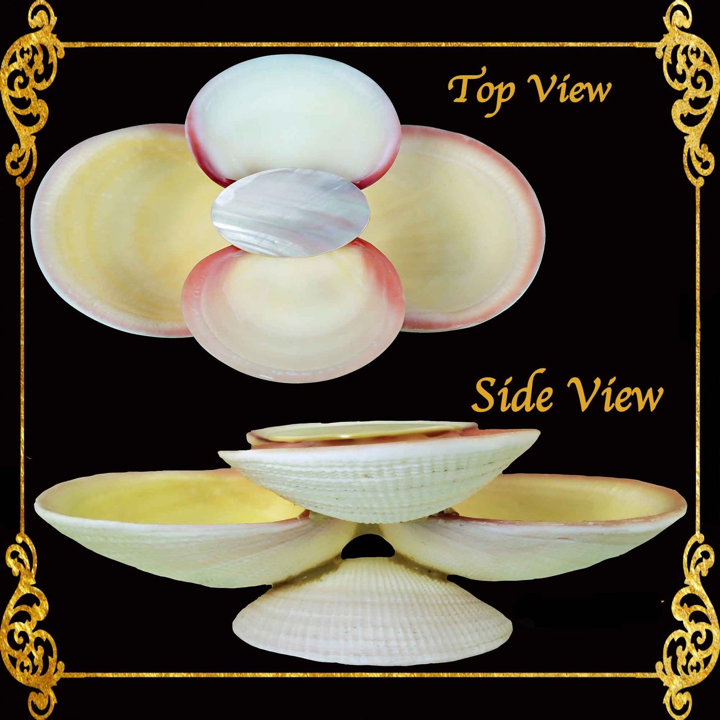 Codakia Tigerina Shell | Four-Shell Elevated Pinch Tray & Trinket Dish C