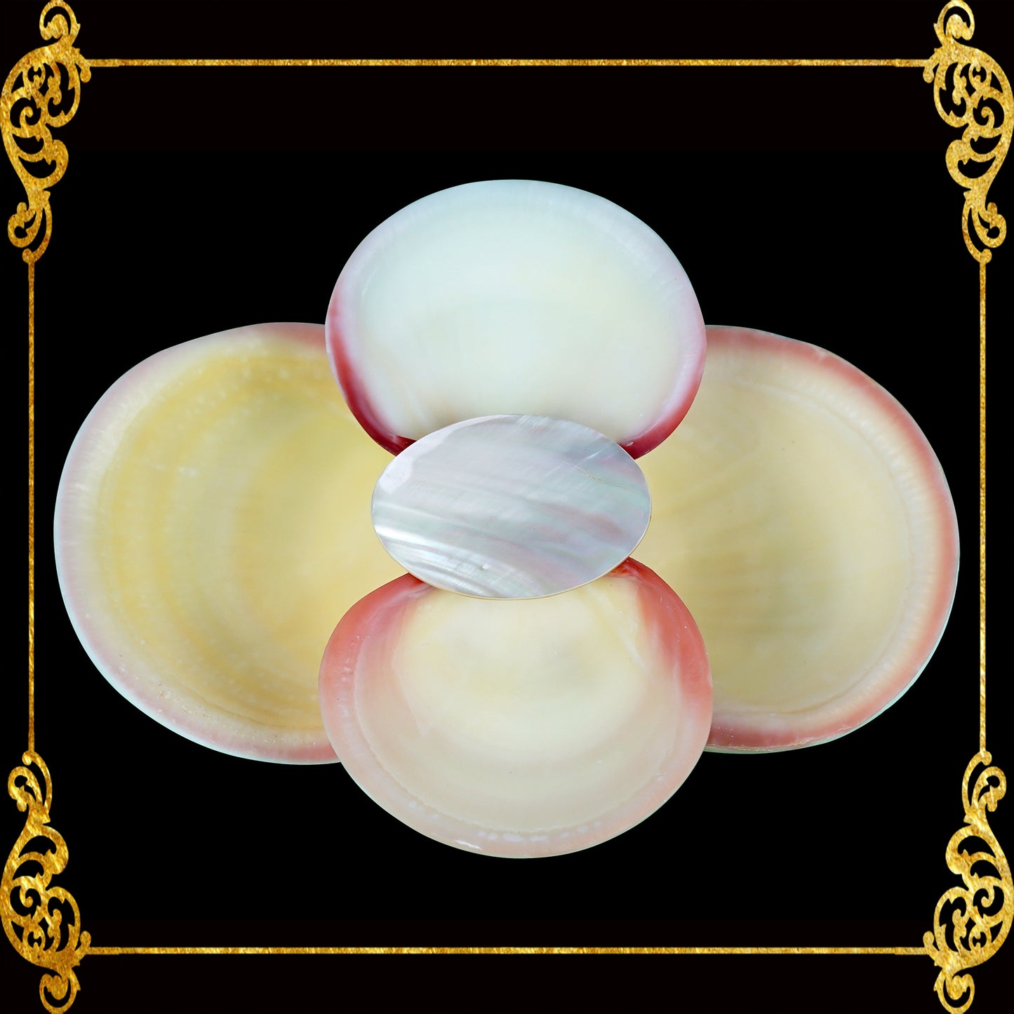 Codakia Tigerina Shell | Four-Shell Elevated Pinch Tray & Trinket Dish C