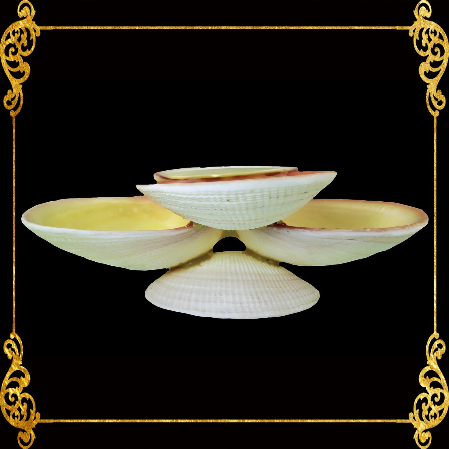 Codakia Tigerina Shell | Four-Shell Elevated Pinch Tray & Trinket Dish C